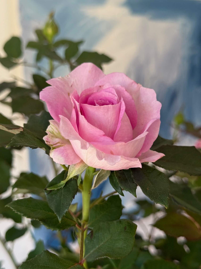 Raspberry Cupcake Rose