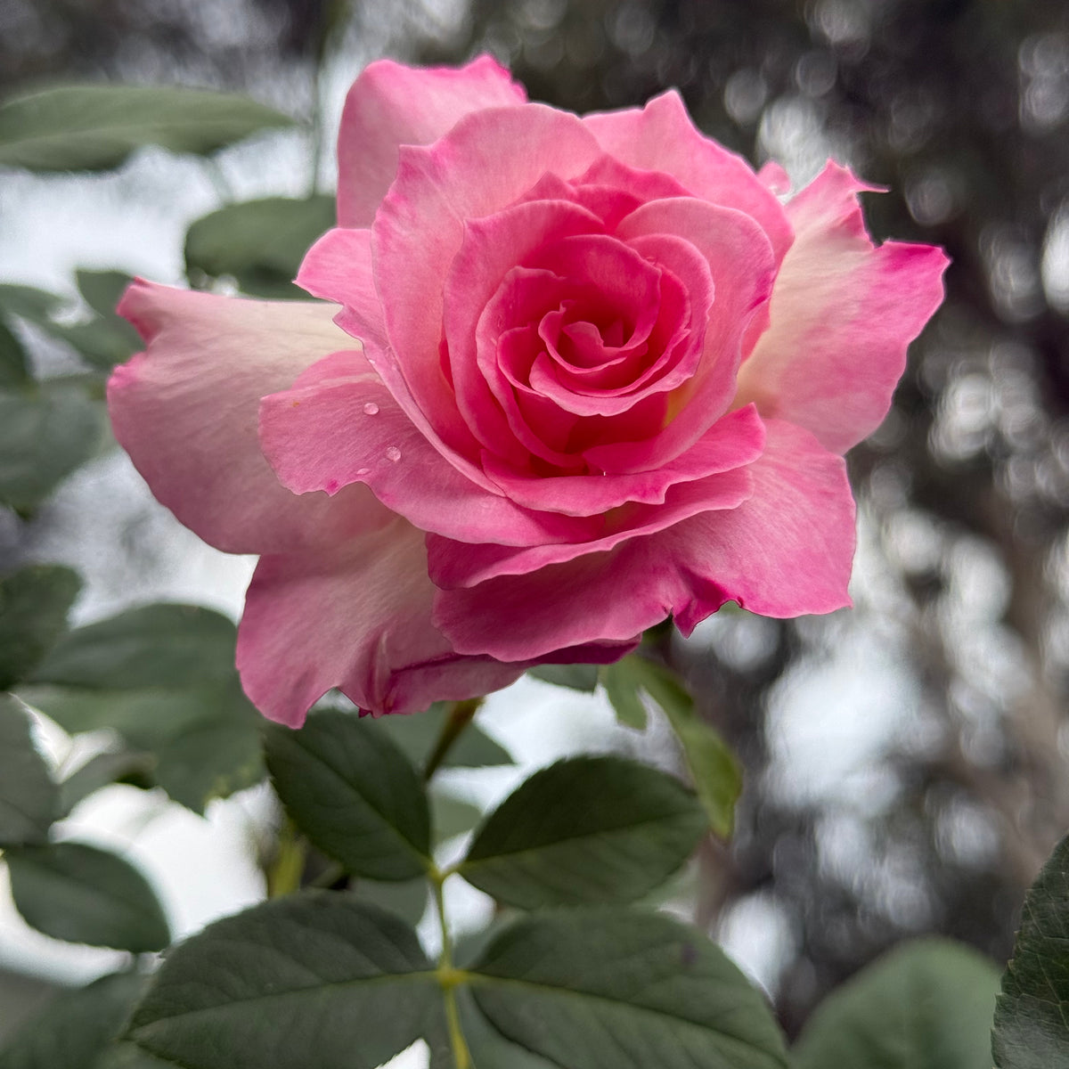 Sweet Memory Rose