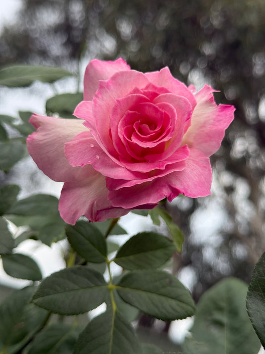 Sweet Memory Rose