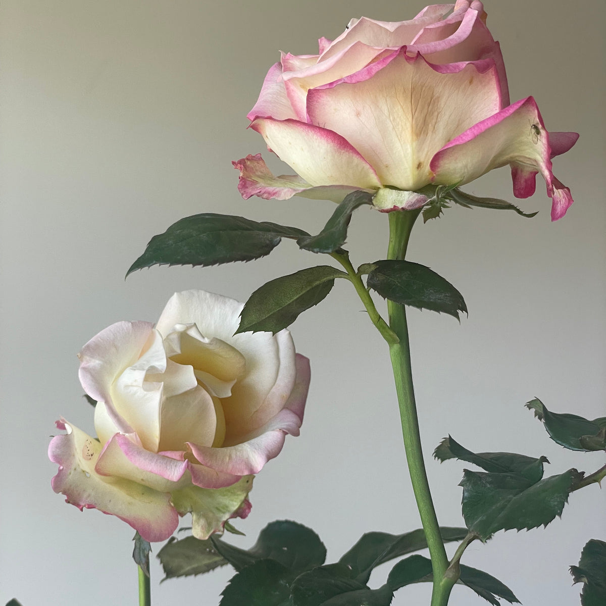 The Sisters Rose