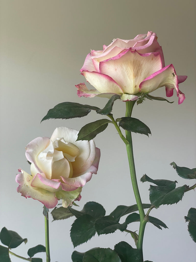 The Sisters Rose