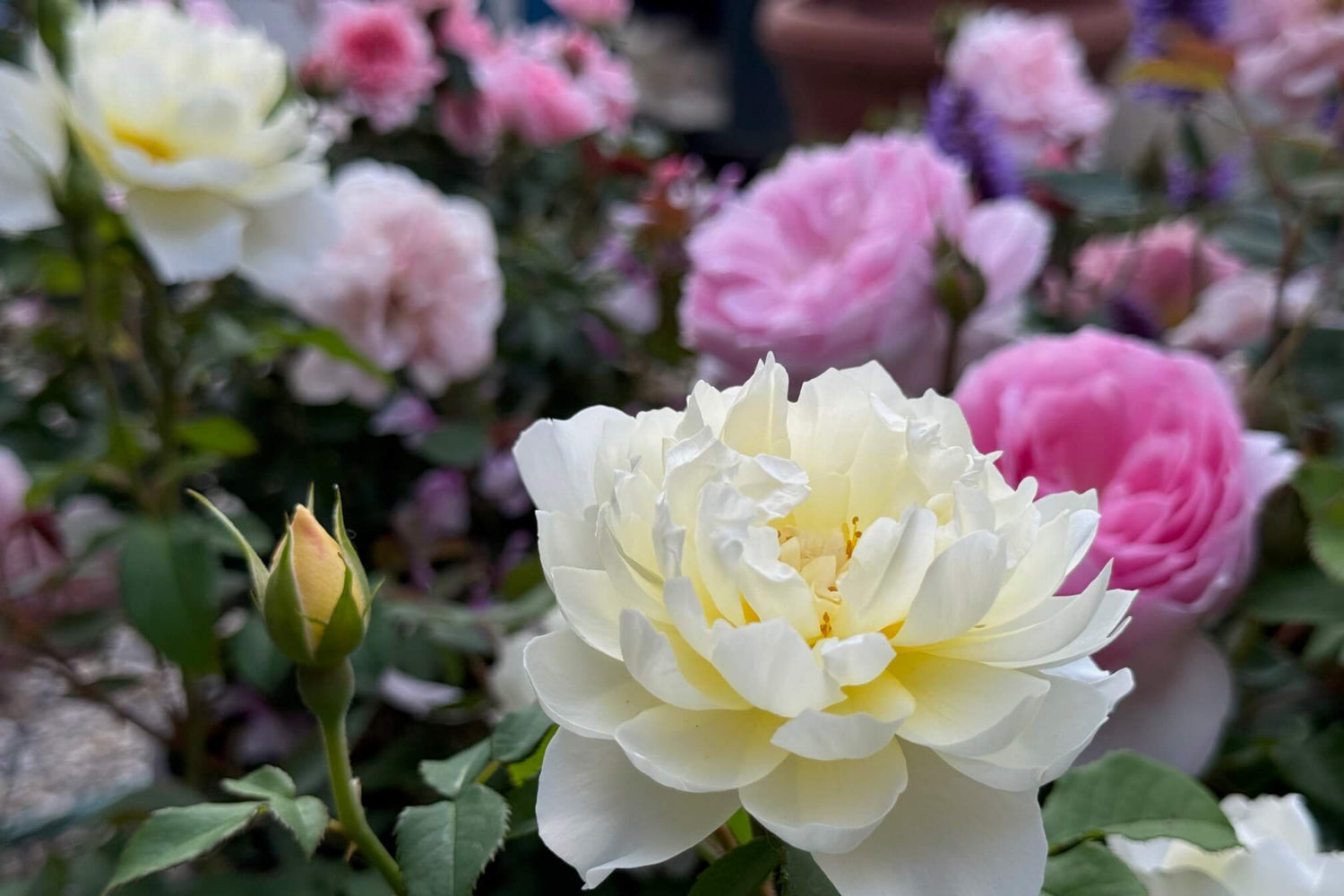 White and pink flowers with green leaves in a garden setting