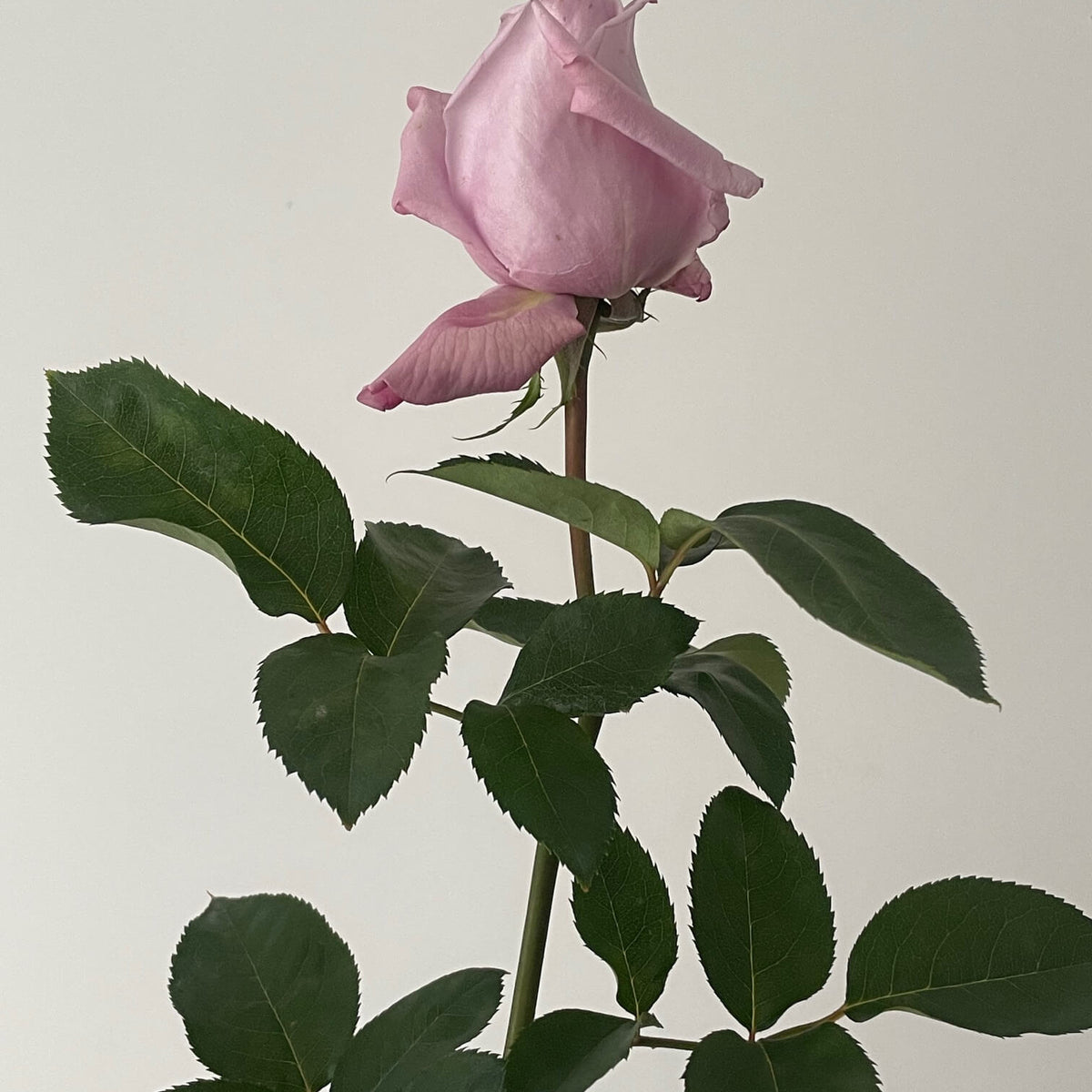 Lilac rose with green leaves on a plain background