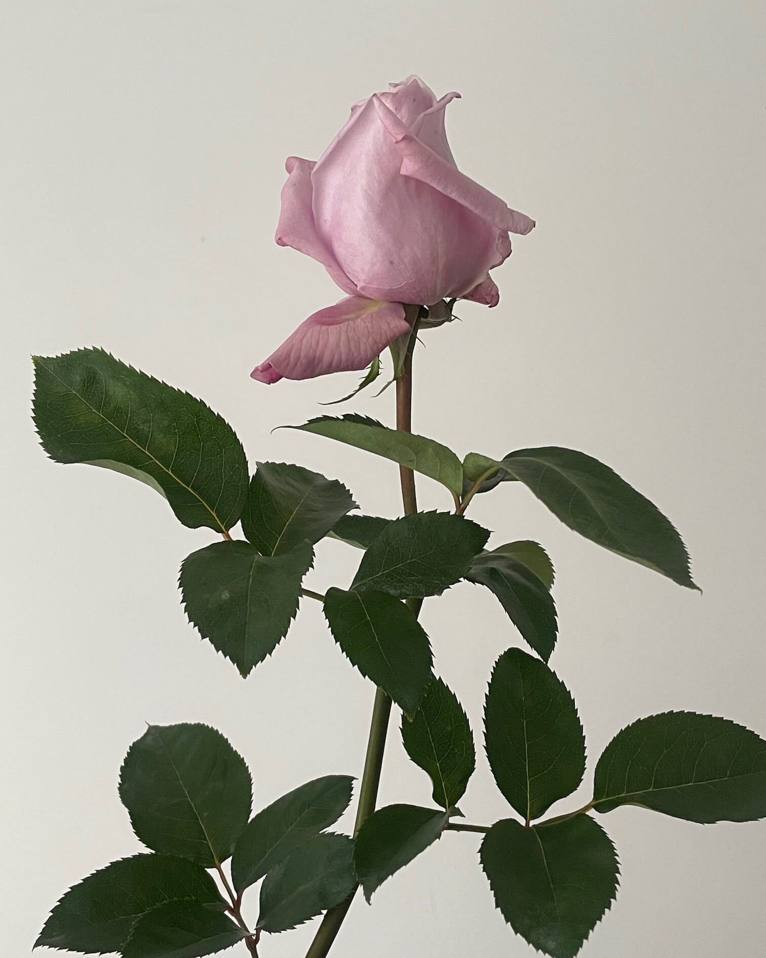 Lilac rose with green leaves on a plain background