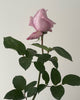 Lilac rose with green leaves on a plain background