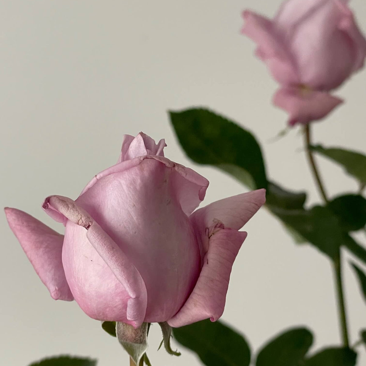 Close-up of a lilac rose with green leaves on a plain background