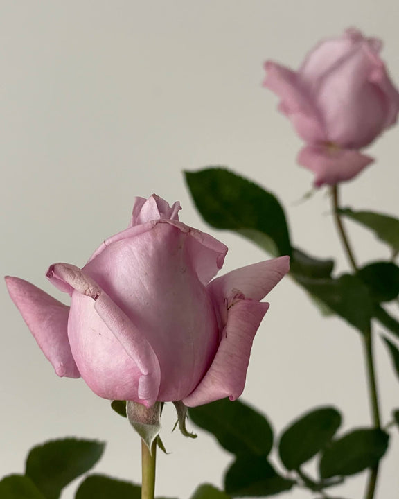 Close-up of a lilac rose with green leaves on a plain background