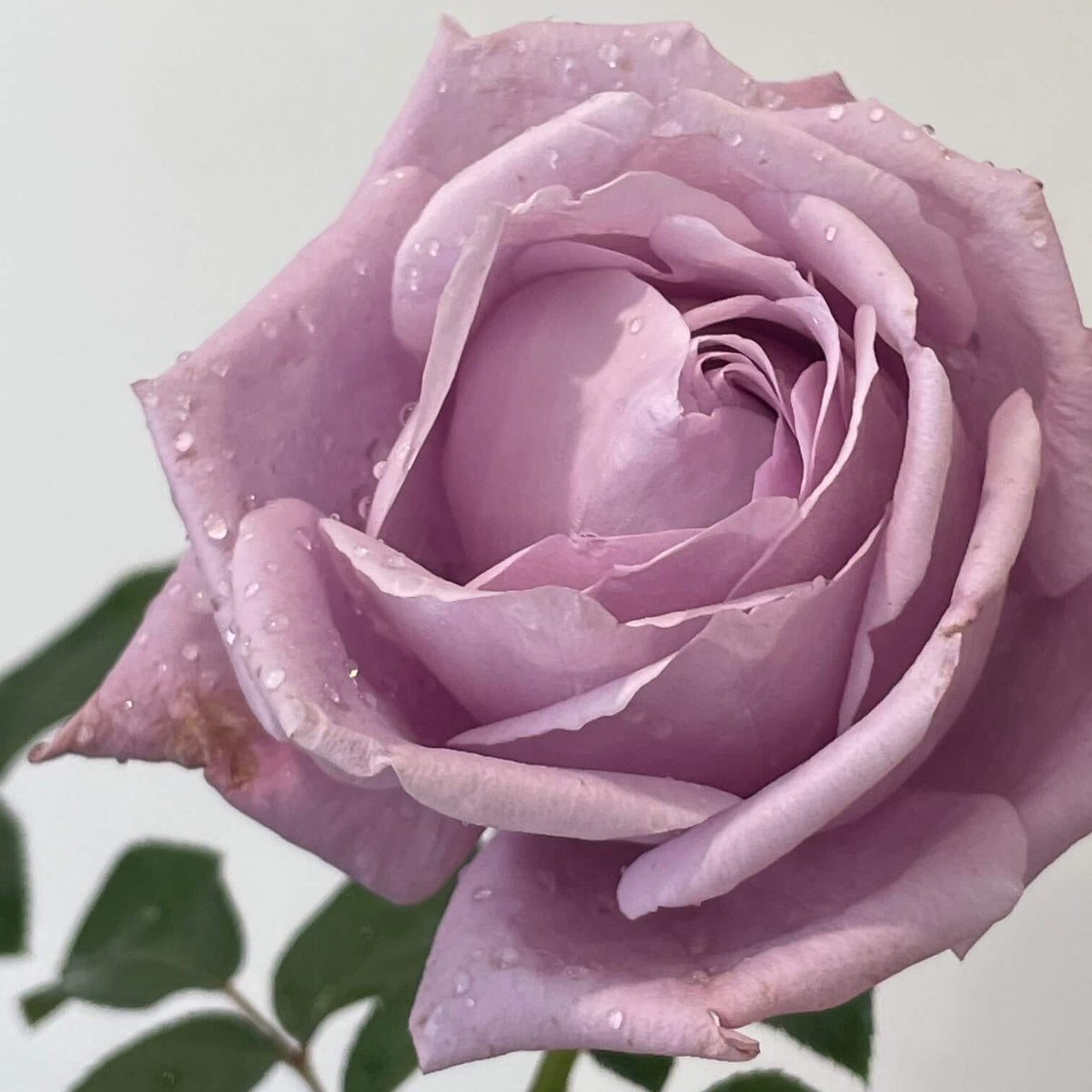 Charles de Gaulle Rose