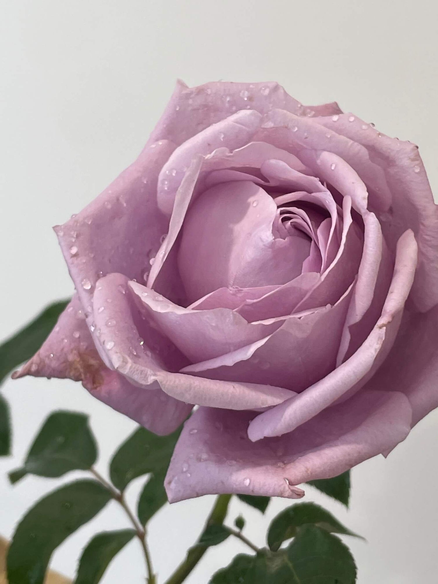 Charles de Gaulle Rose