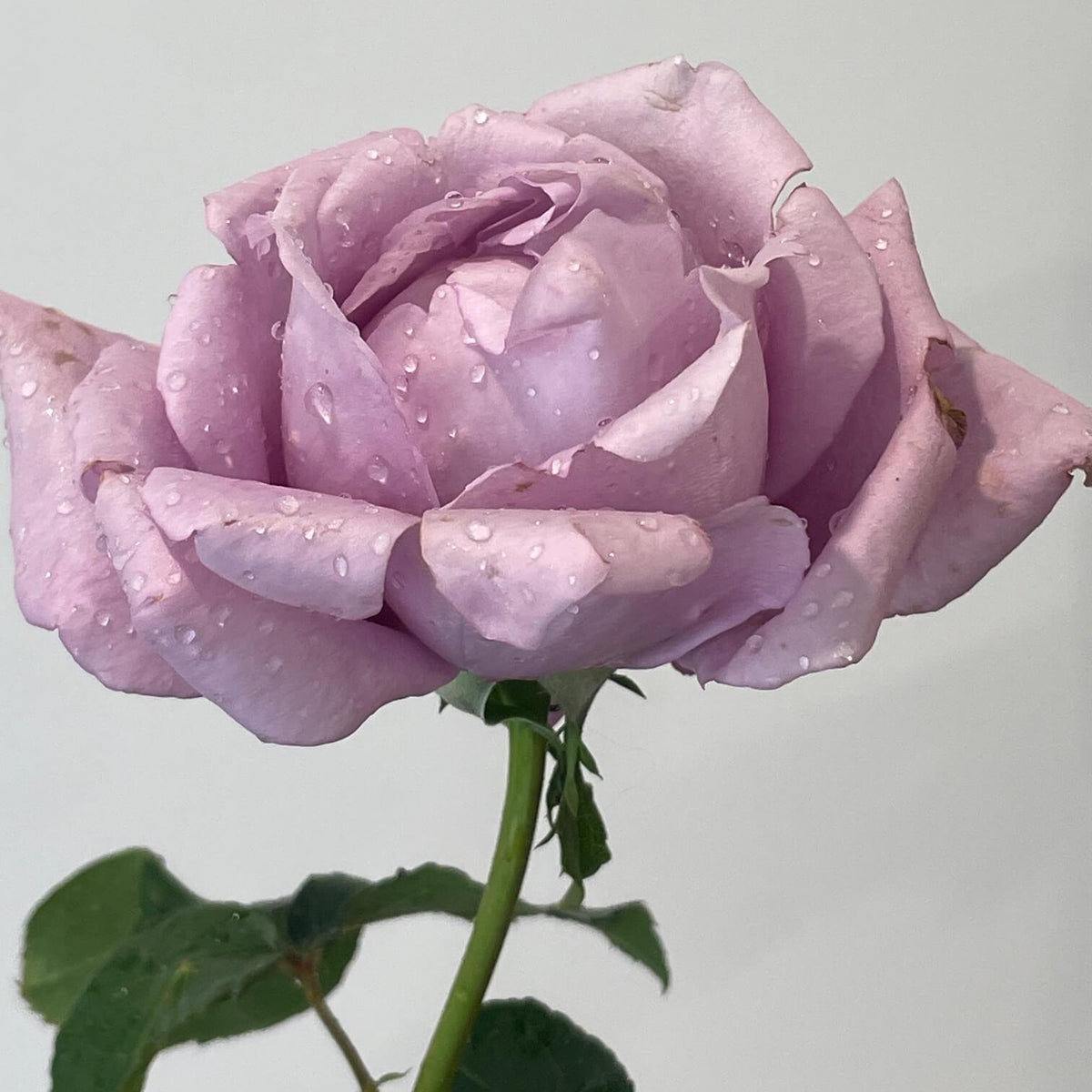 Charles de Gaulle Rose