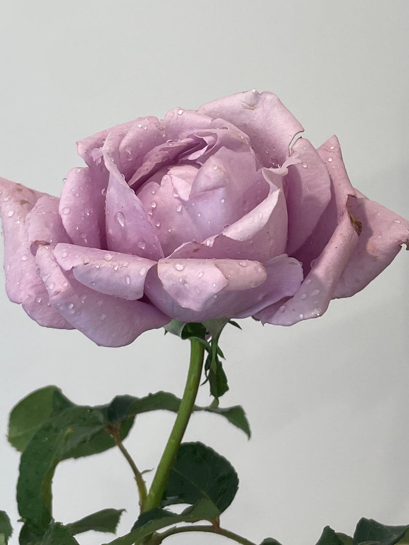 Charles de Gaulle Rose