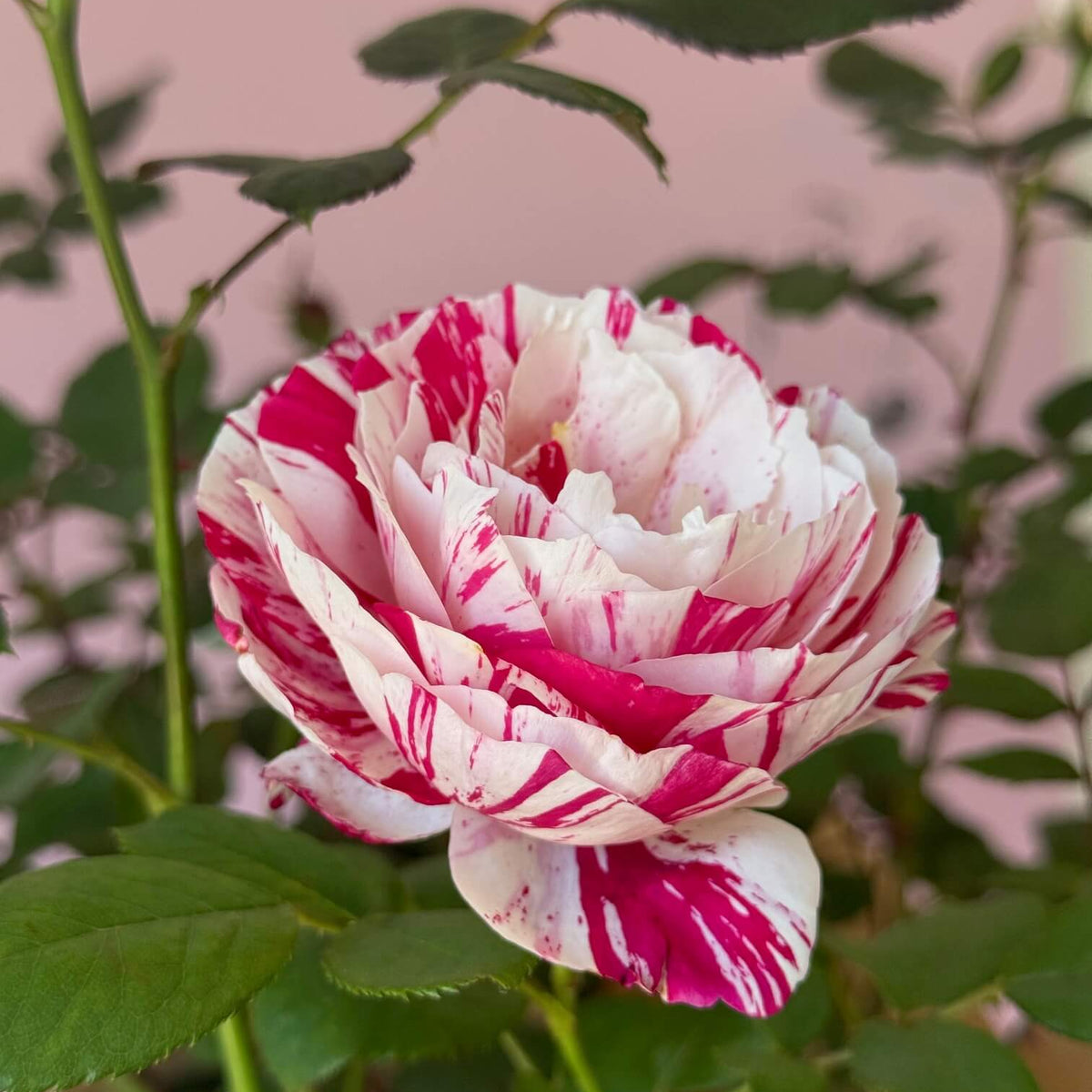 Scentimental Rose
