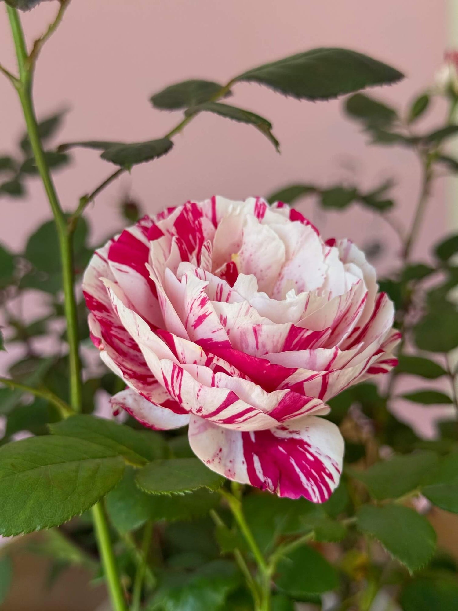 Scentimental Rose