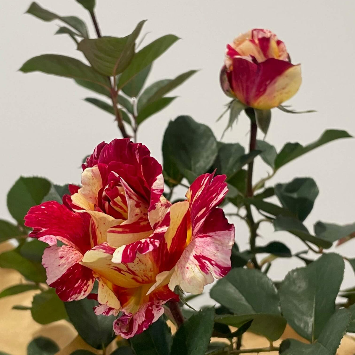 Maurice Utrillo™ Rose