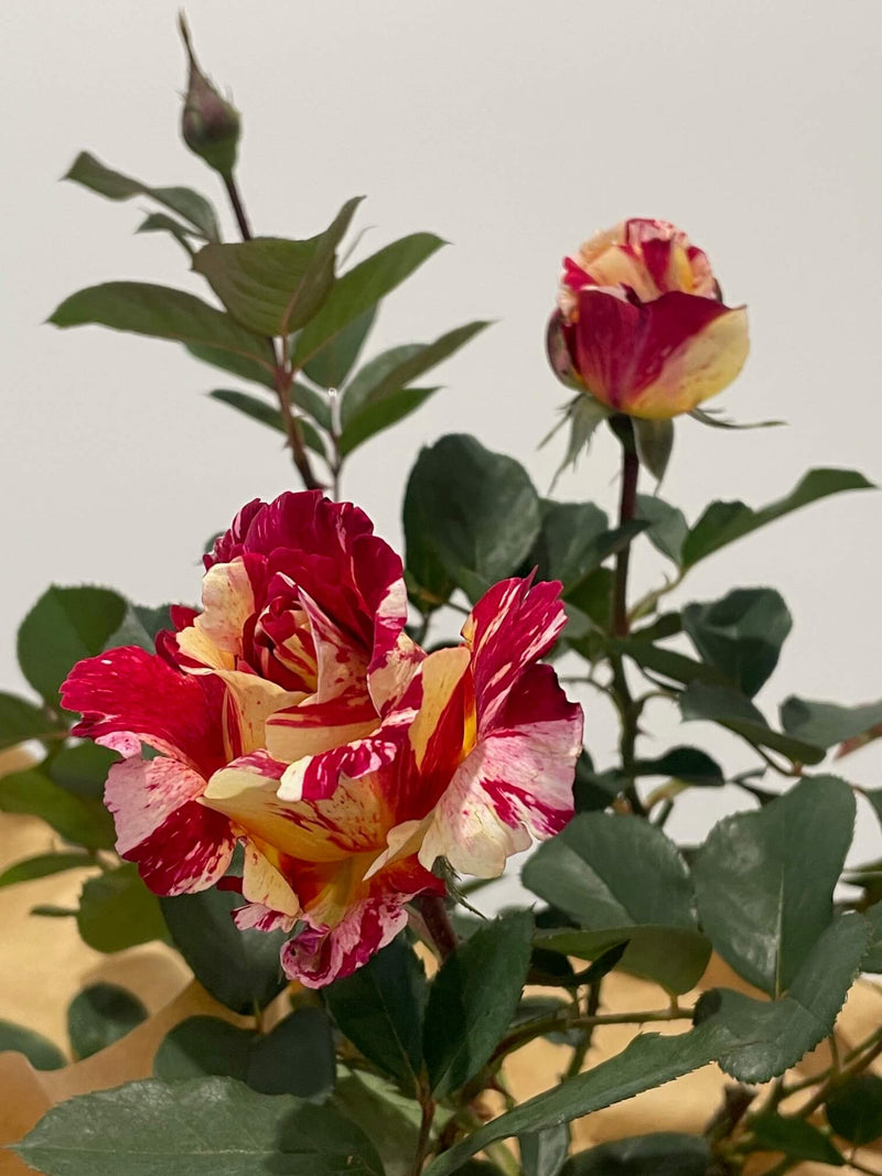 Maurice Utrillo™ Rose