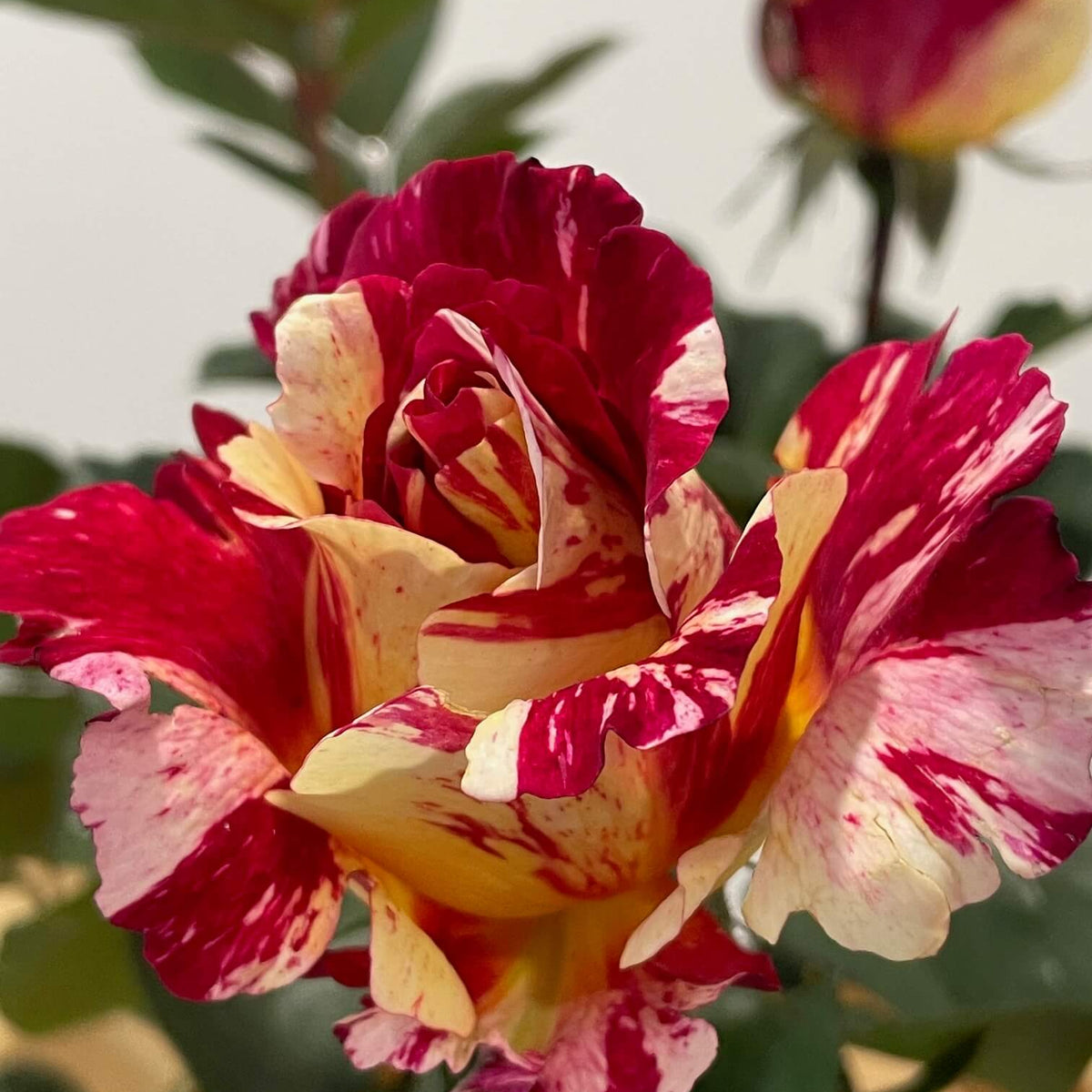 Maurice Utrillo™ Rose