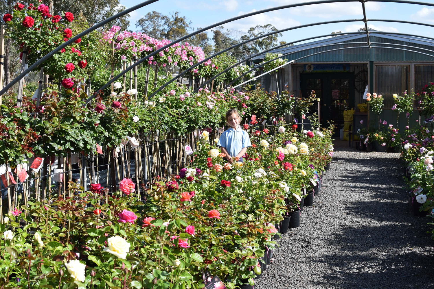 Person standing among rows of potted flowers in a greenhouse