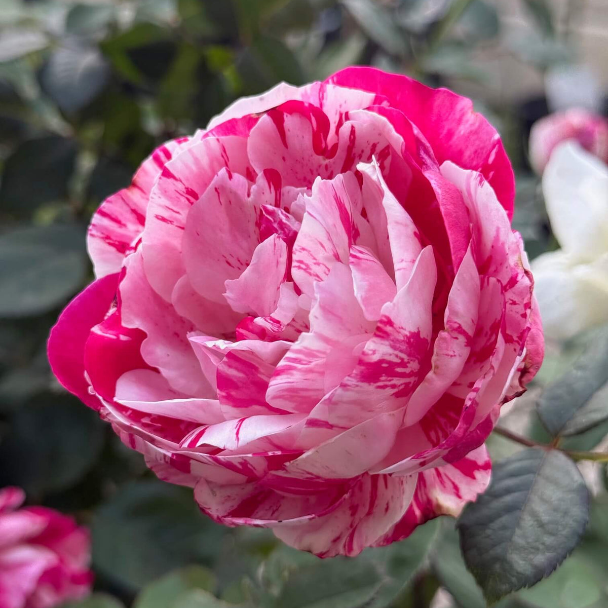 Scentimental Rose