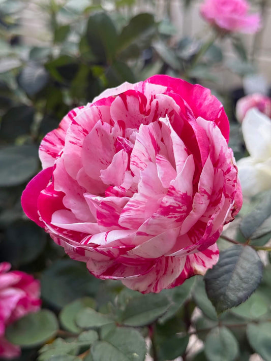 Scentimental Rose