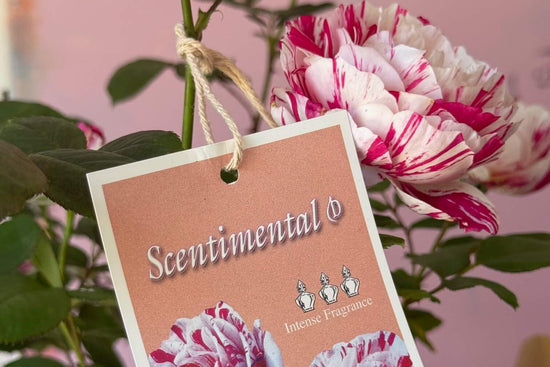 Floral arrangement with a 'Scentimental' fragrance tag against a pink background