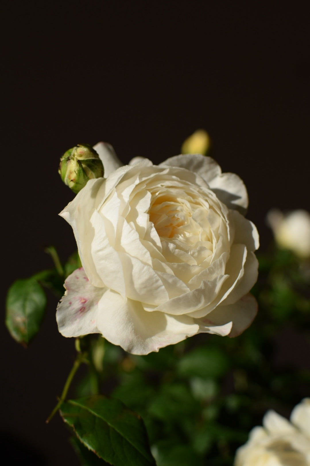 Claire Austin Rose