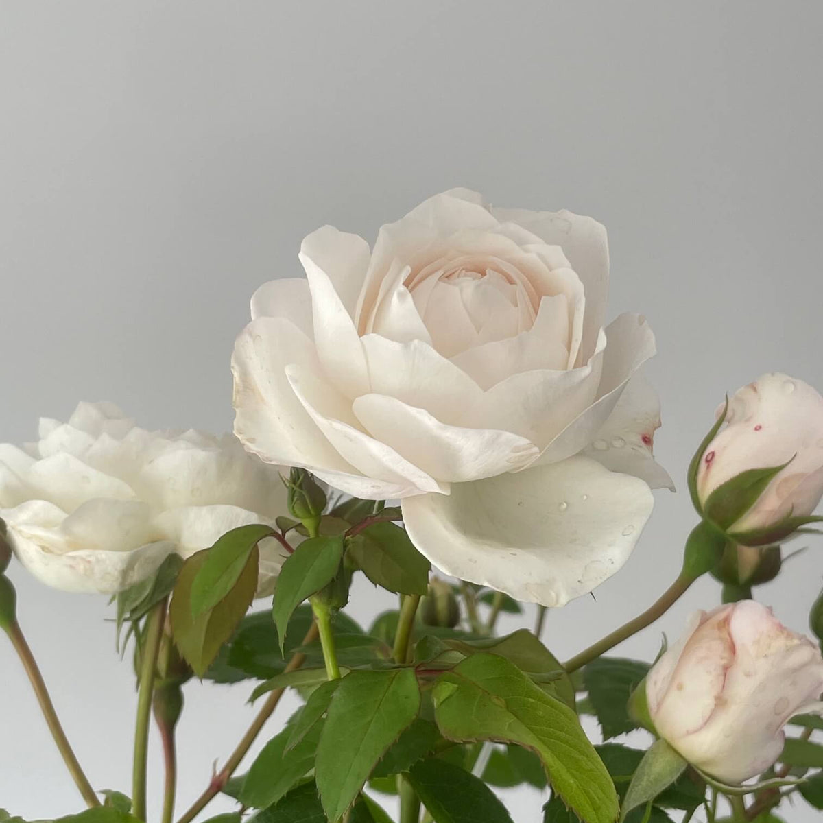 Guardian Angel Rose