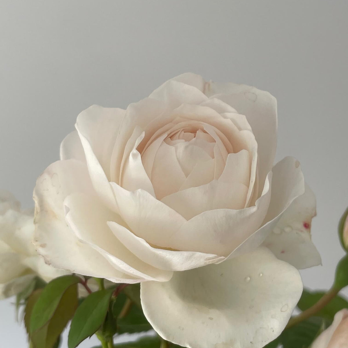 Guardian Angel Rose