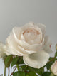Guardian Angel Rose