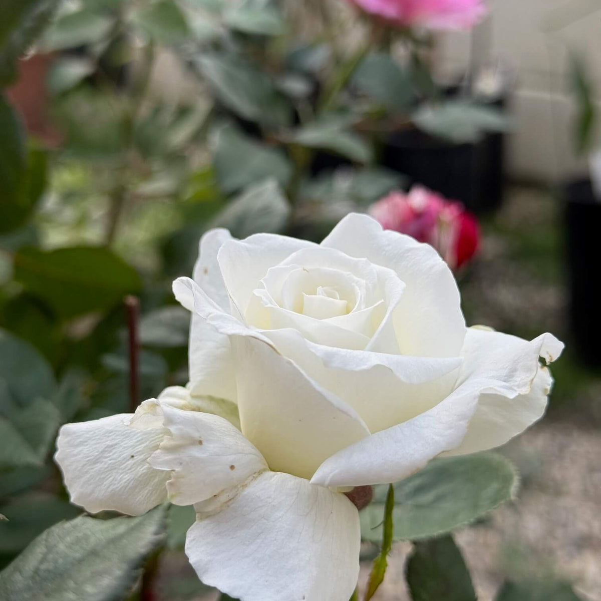 Sub Zero Rose™