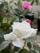 Sub Zero Rose™
