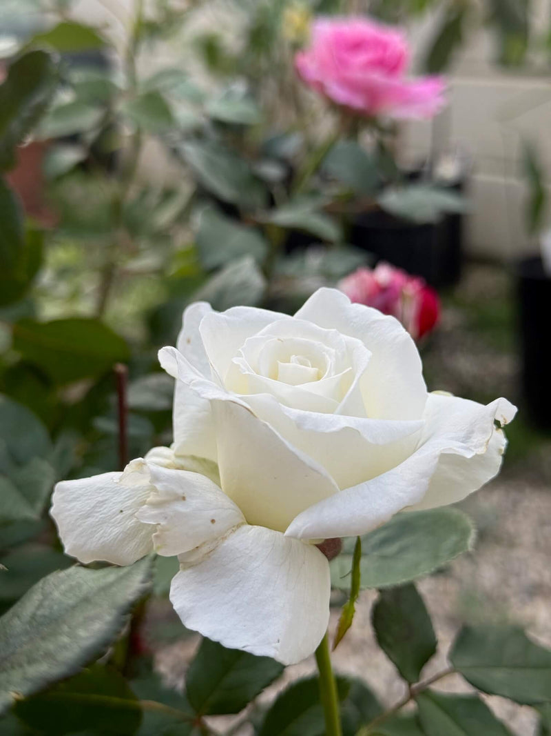Sub Zero Rose™