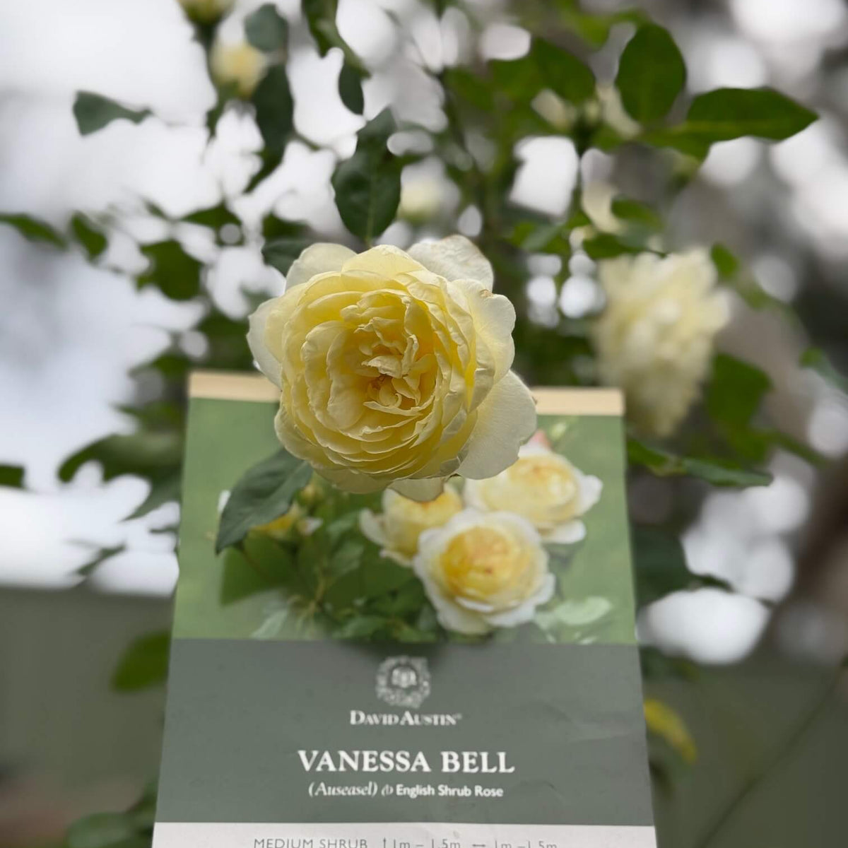 Vanessa Bell Rose
