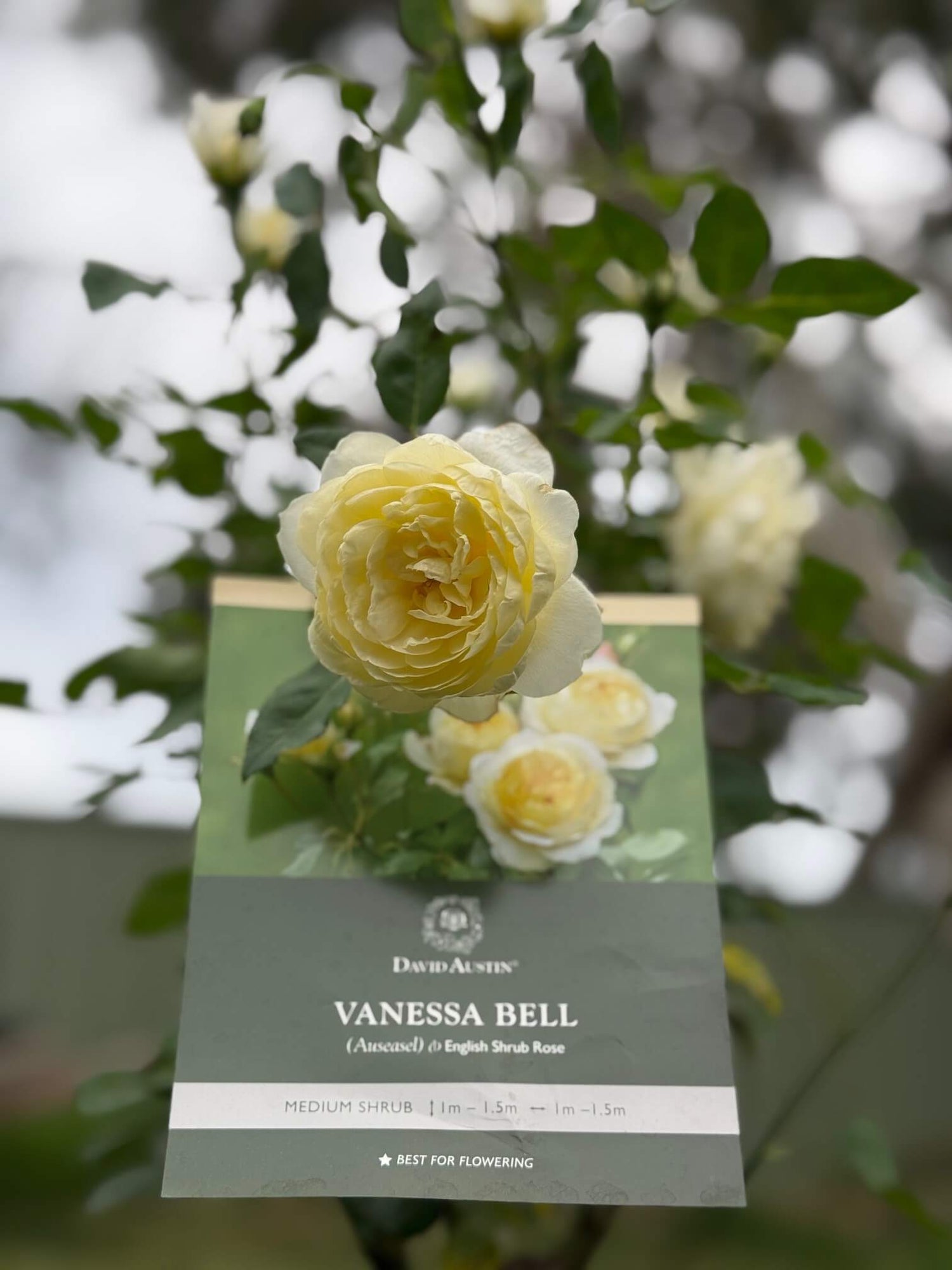 Vanessa Bell Rose