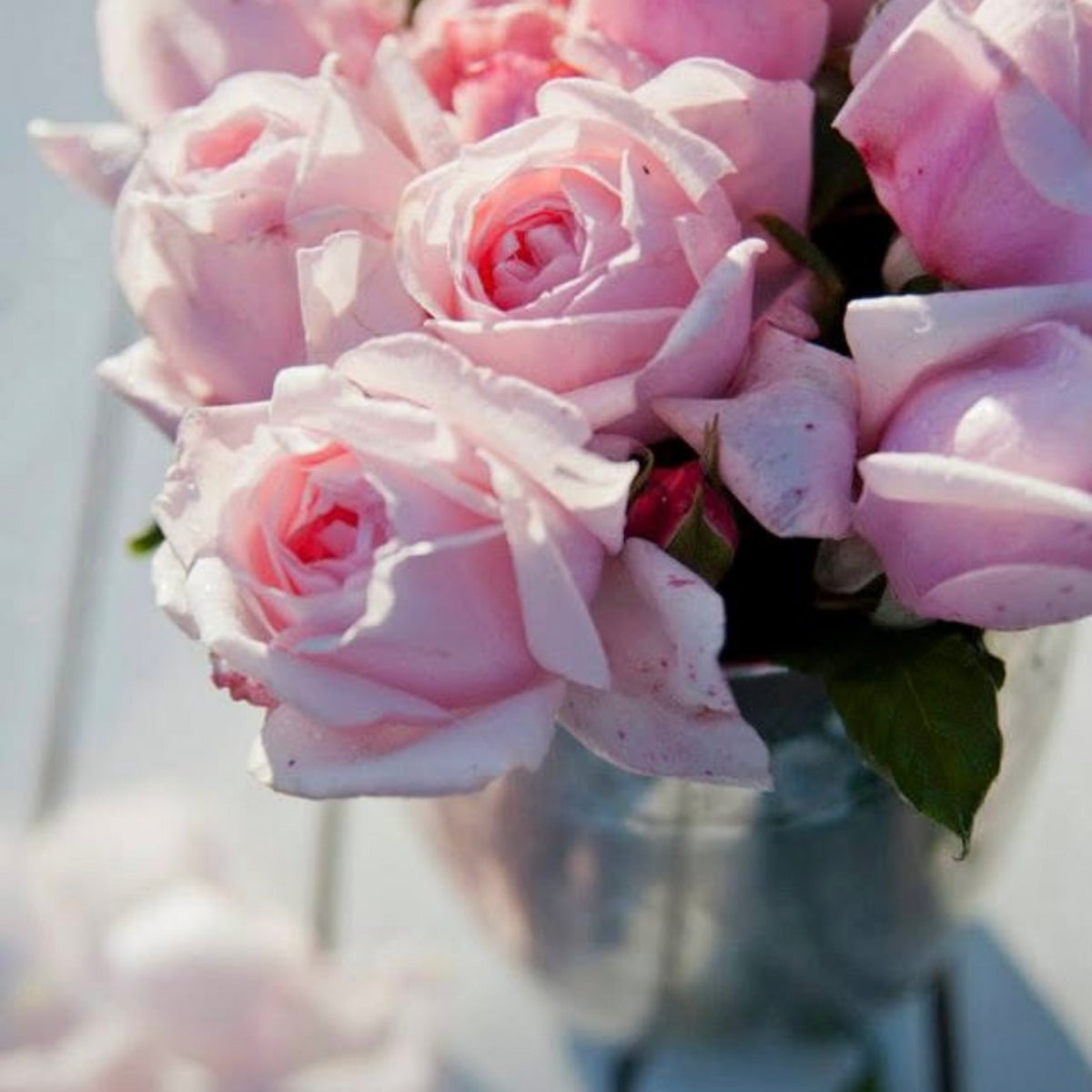 Nahema Rose