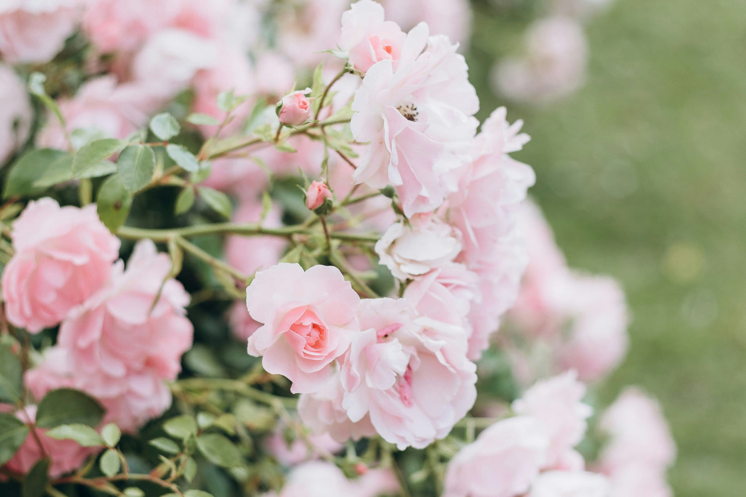 Close-up of pink flowers with a blurred green background