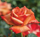 Remember Me Rose