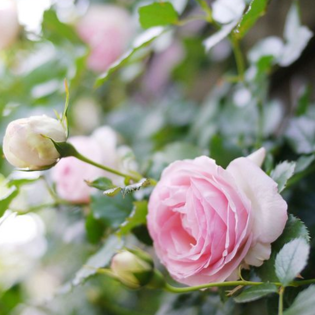 Close-up of light pink roses with green leaves on a blurred natural background